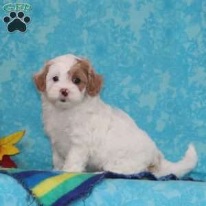 Sapphire, Shih-Poo Puppy